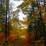 Hiking route